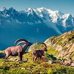 Grand Roc - Campanules 303 - Happy Chamonix
